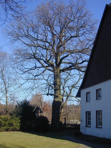 Bild 3 von Eiche am Hof Meyer